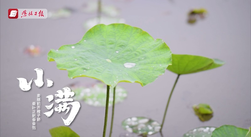 二十四节气之小满